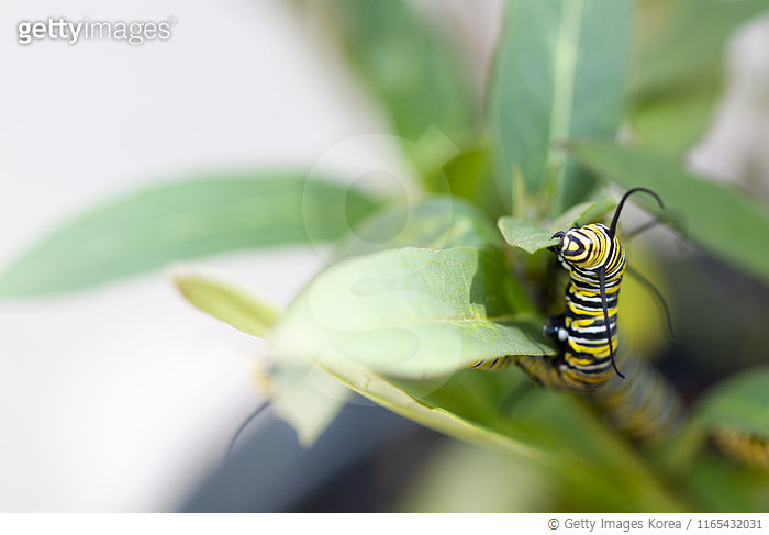 Caterpillar(CAT) 관련 이미지 7
