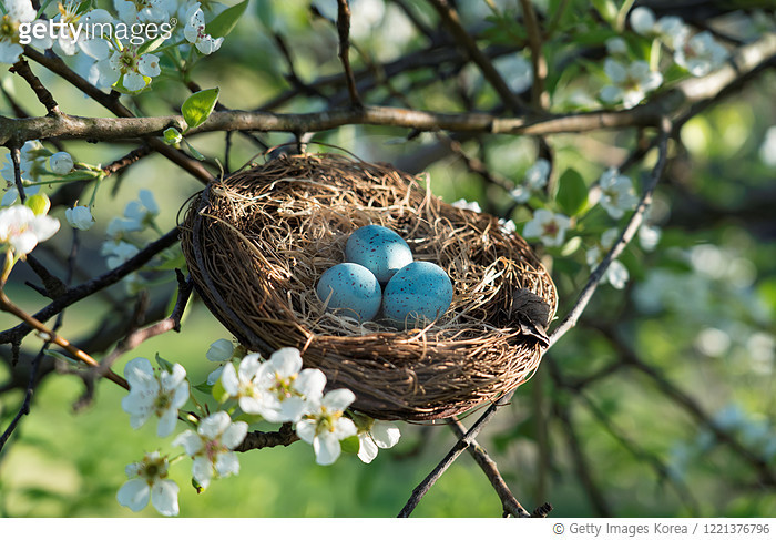 1221376796 | 게티이미지코리아 | Nest Among the White Pear tree Blossoms in ...