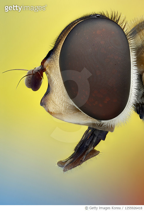 1255926418 | 게티이미지코리아 | Close up of an insect, Ho Chi Minh City ...