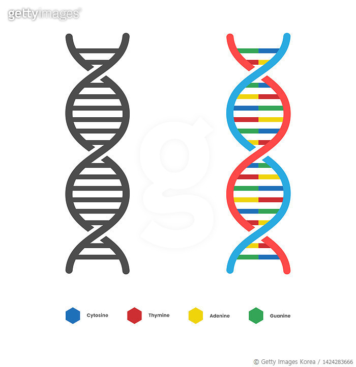 1424283666 | 게티이미지코리아 | DNA Icon. Deoxyribo Nucleic Acid Vector Design ...